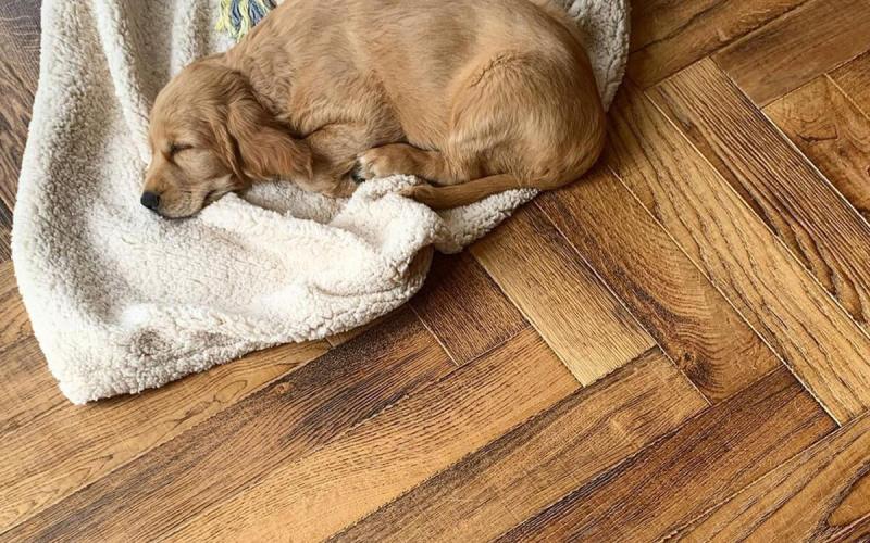 How To Keep Wood Floors Clean With Dogs Paint Color Ideas
